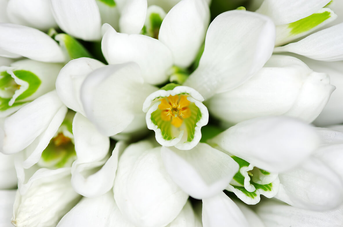 Snowdrop Flowers Proviotic