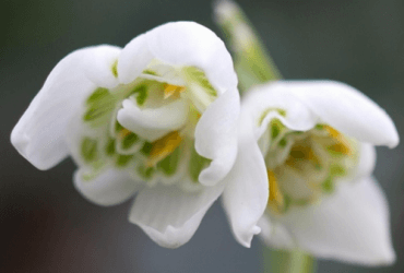 EYES IN: PROVIOTIC: VEGAN, LACTOSE-FREE PROBIOTIC SUPPLEMENT